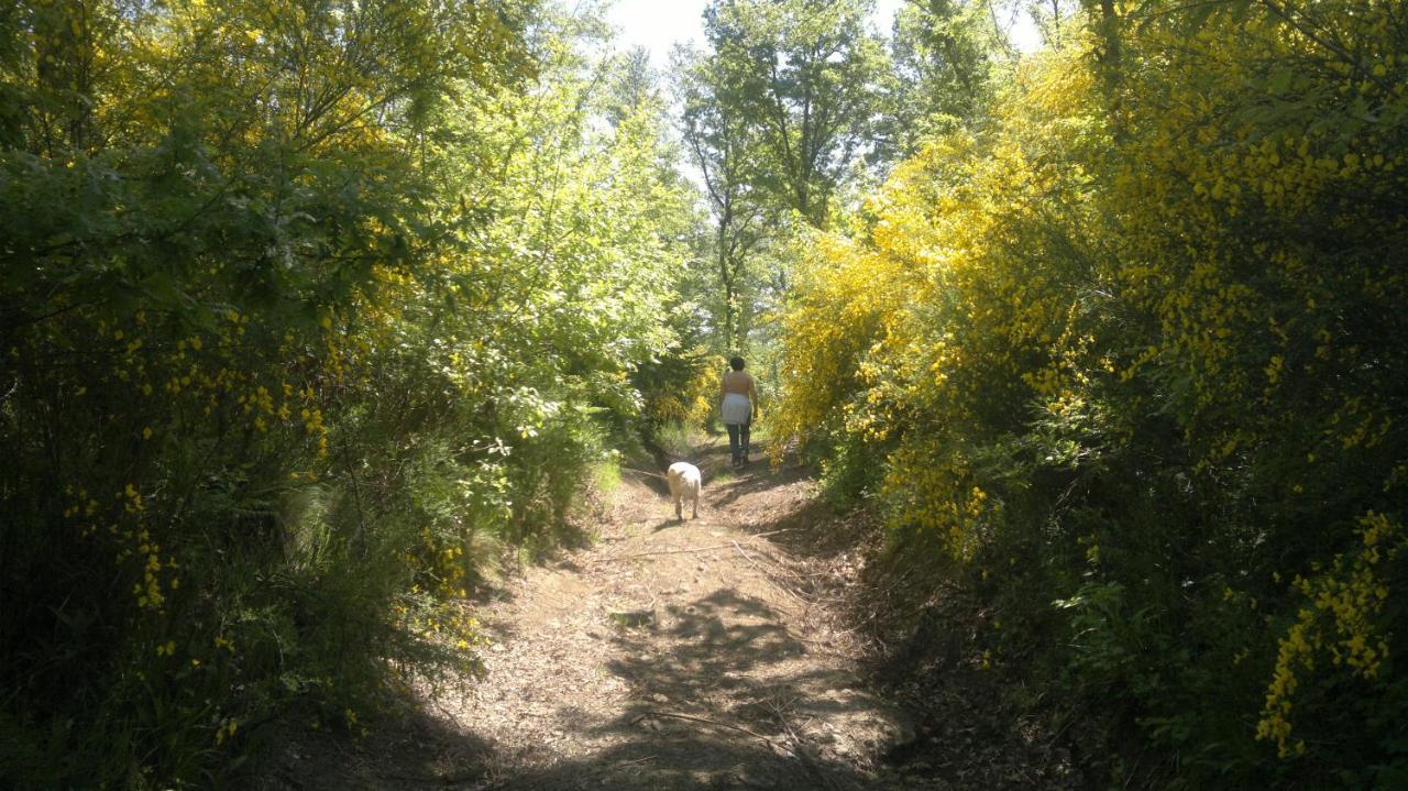 Appartamento Miralago Bolsena Buitenkant foto